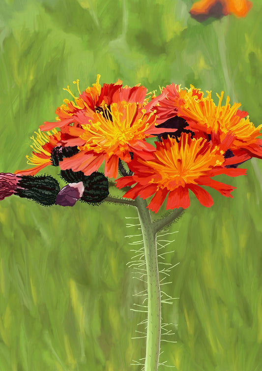 FURRY FLEUR - Large A1 - 594mm x 841mm Enhanced Matte Paper Print (Image shown)