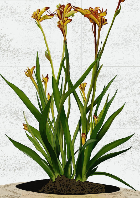 PAUSE FOR KANGAROO PAWS - Medium A2 - 420mm x 594mm  Enhanced Matte Paper Print (Image shown)